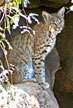 bobcat